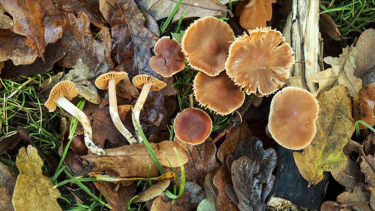 Cortinarius vicinus (door Inge Somhorst)