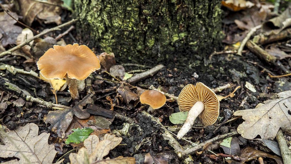 Cortinarius vicinus (door Inge Somhorst)
