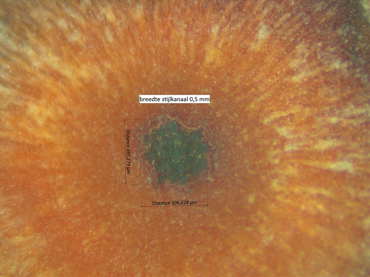 Rosa x insignis (door Jan Klinckenberg)