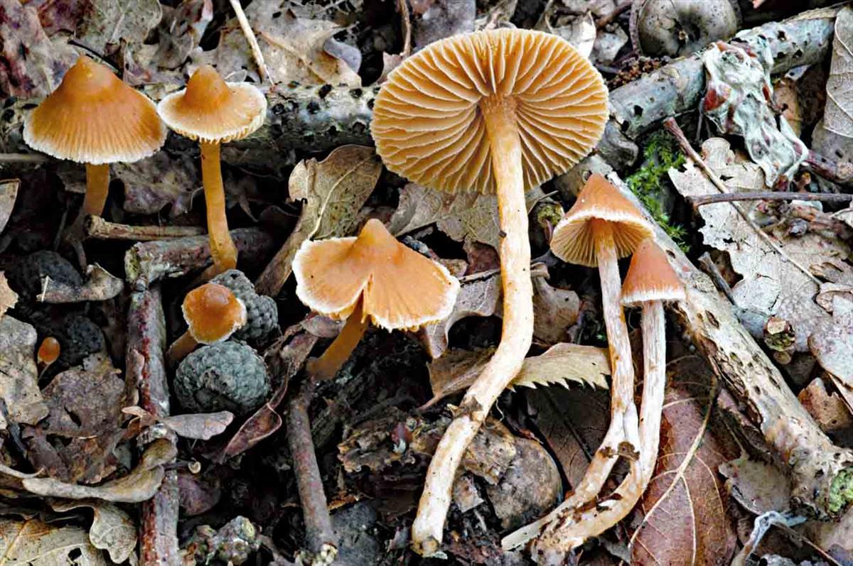 Cortinarius acutus (door Ruben Walleyn)