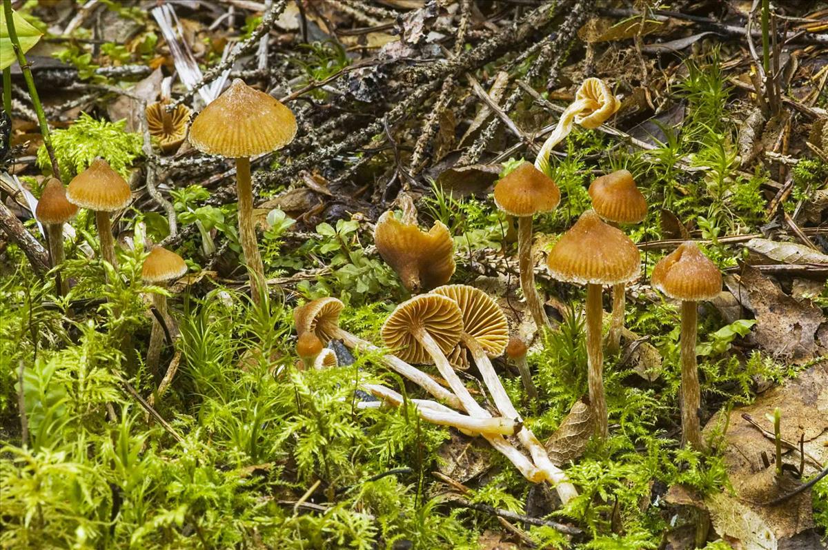 Cortinarius acutus (door Nico Dam)