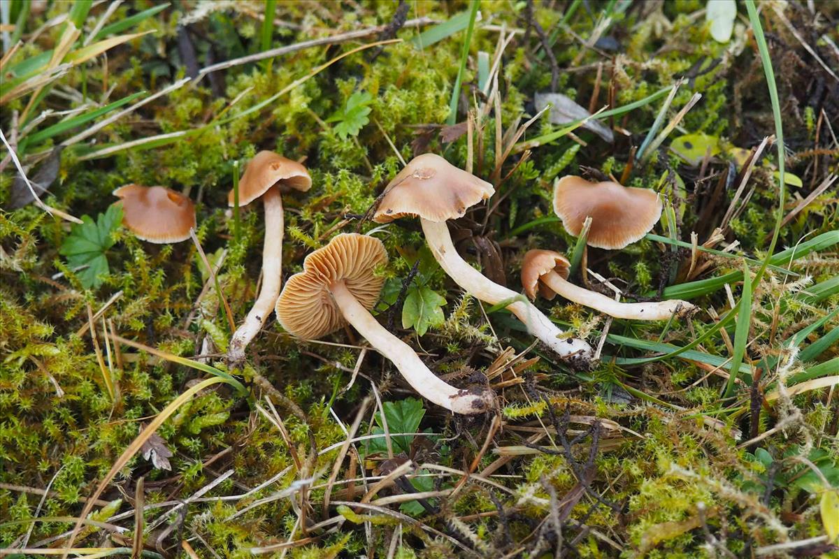 Cortinarius obtusorum (door Inge Somhorst)