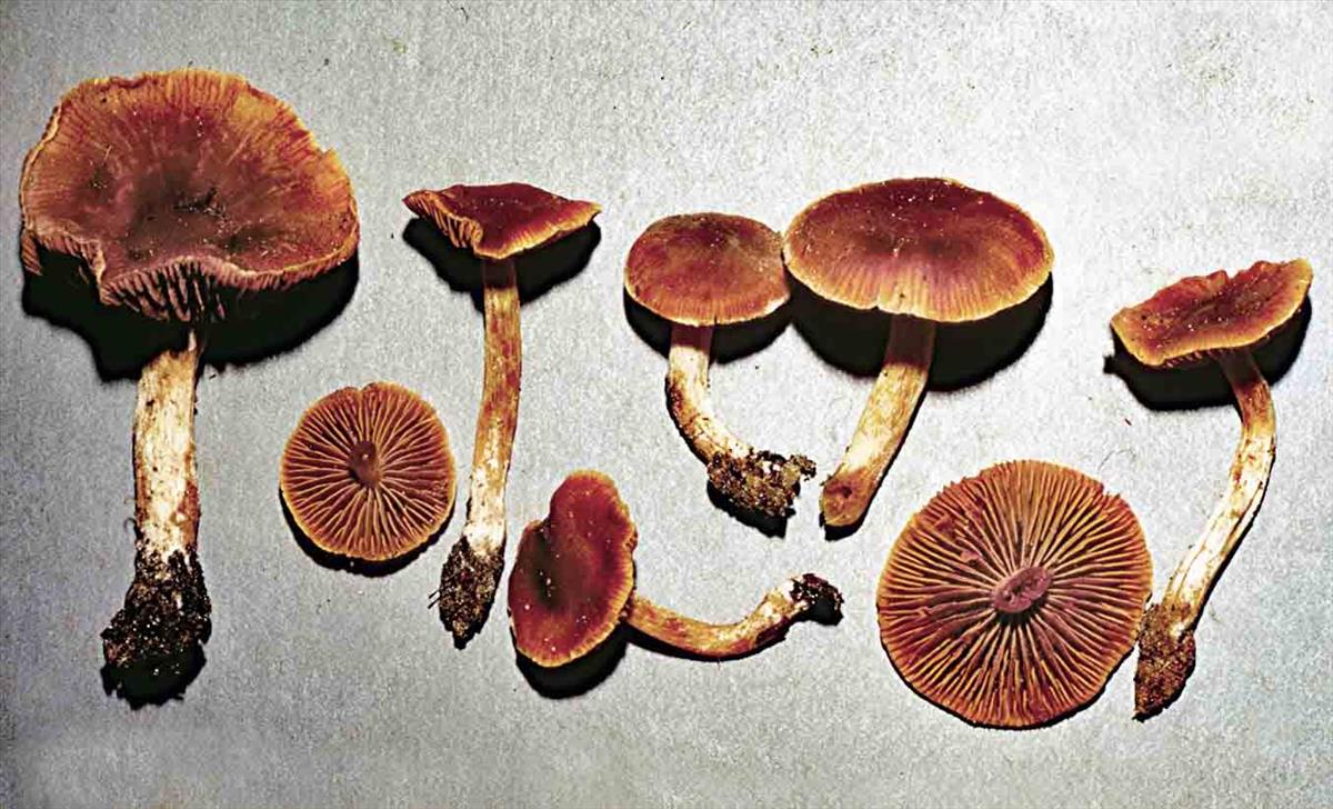 Cortinarius striatuloides (door Jaques Van de Meerssche)