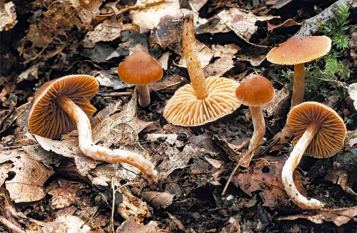 Cortinarius mammillatus (door André de Haan)