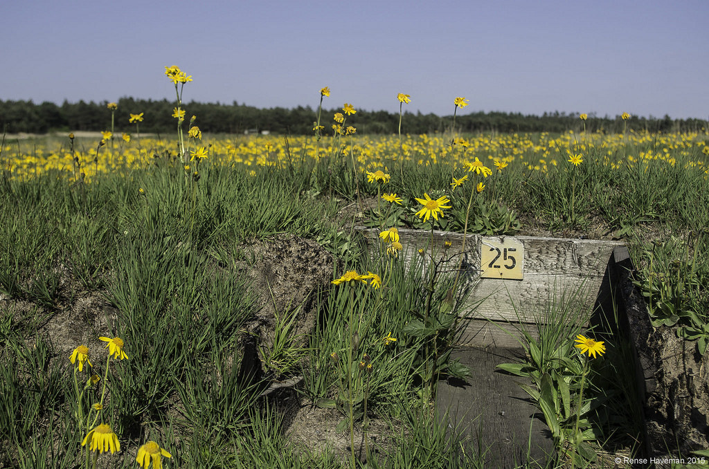 Arnica montana (door Rense Haveman)