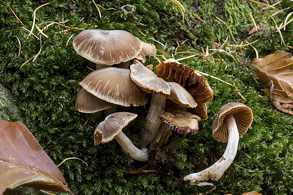 Cortinarius ovatosporus sensu De Haan et al. (door Inge Somhorst)