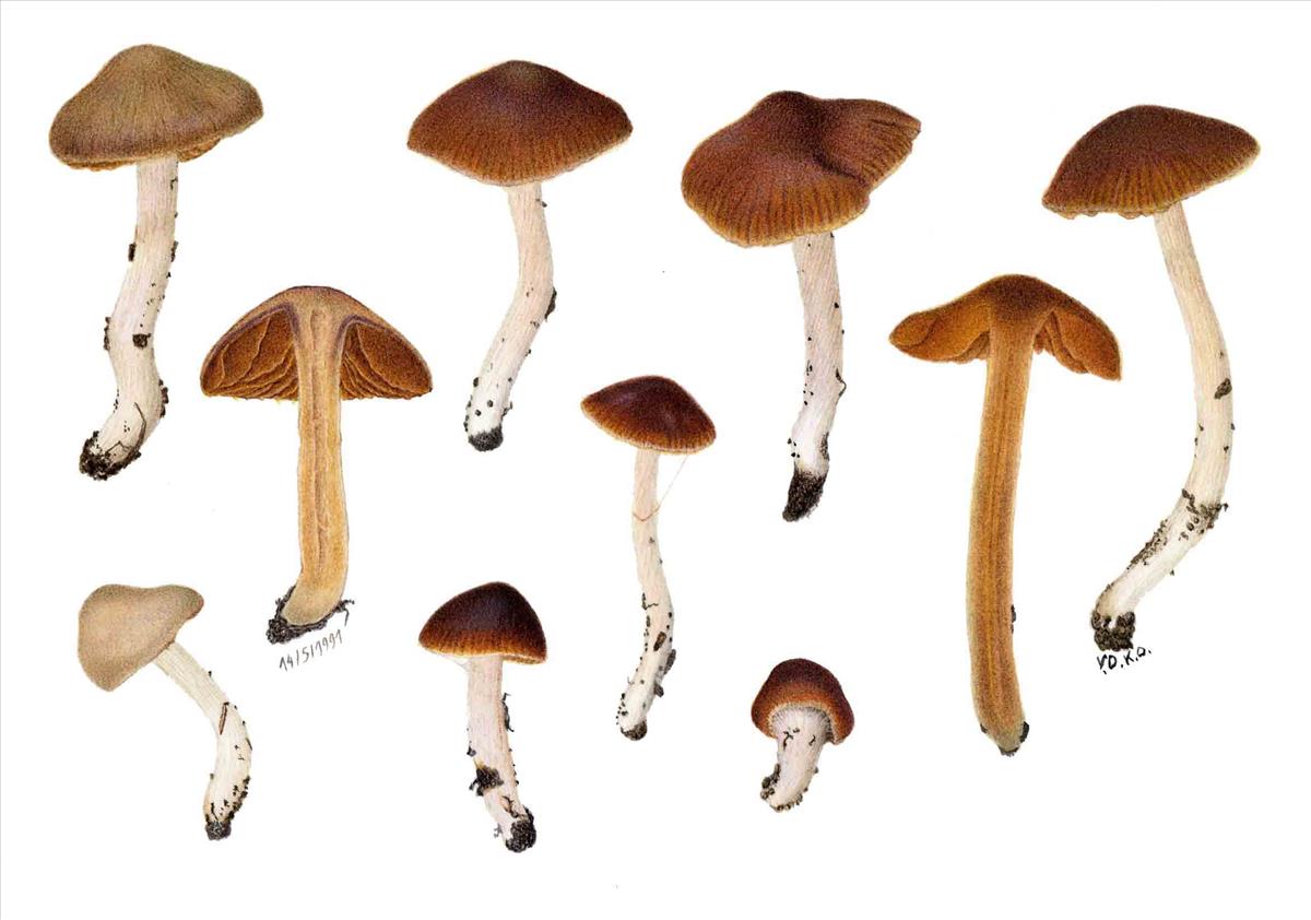 Cortinarius ovatosporus sensu De Haan et al. (door Omer Van de Kerckhove)