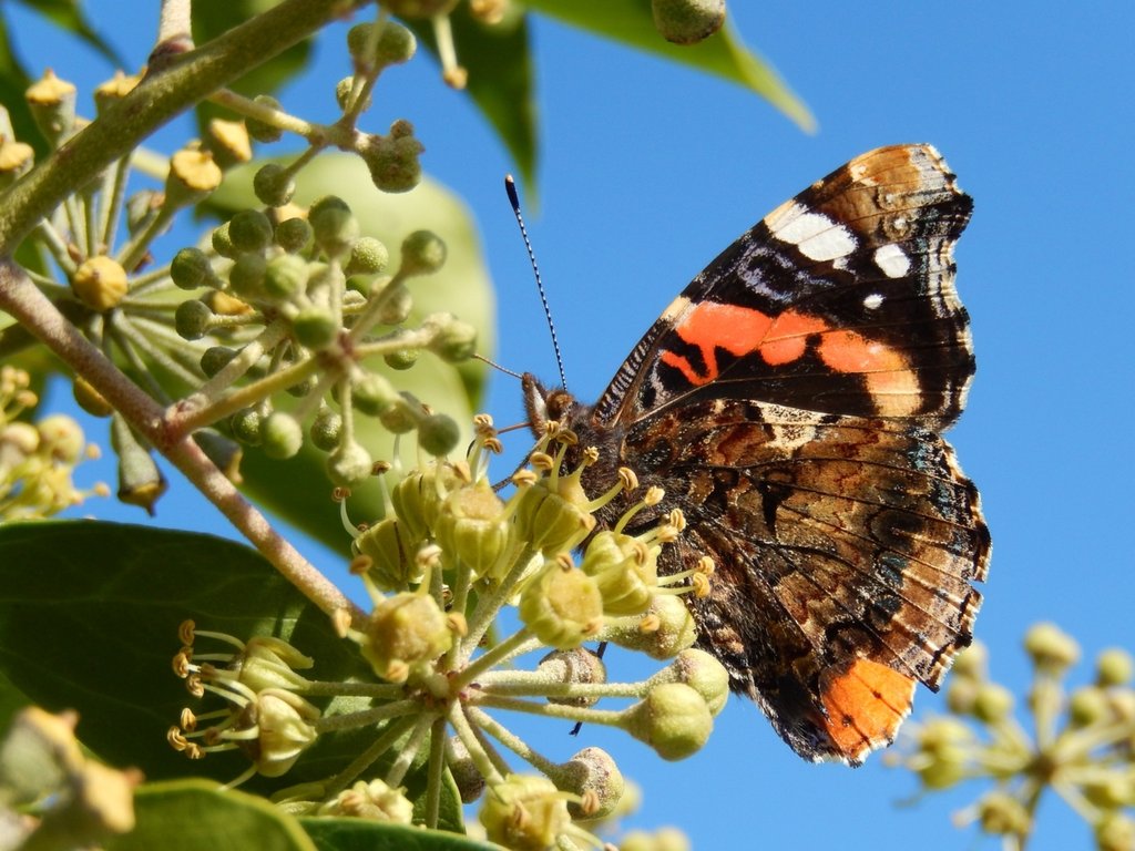 Vanessa atalanta (door Kars Veling)