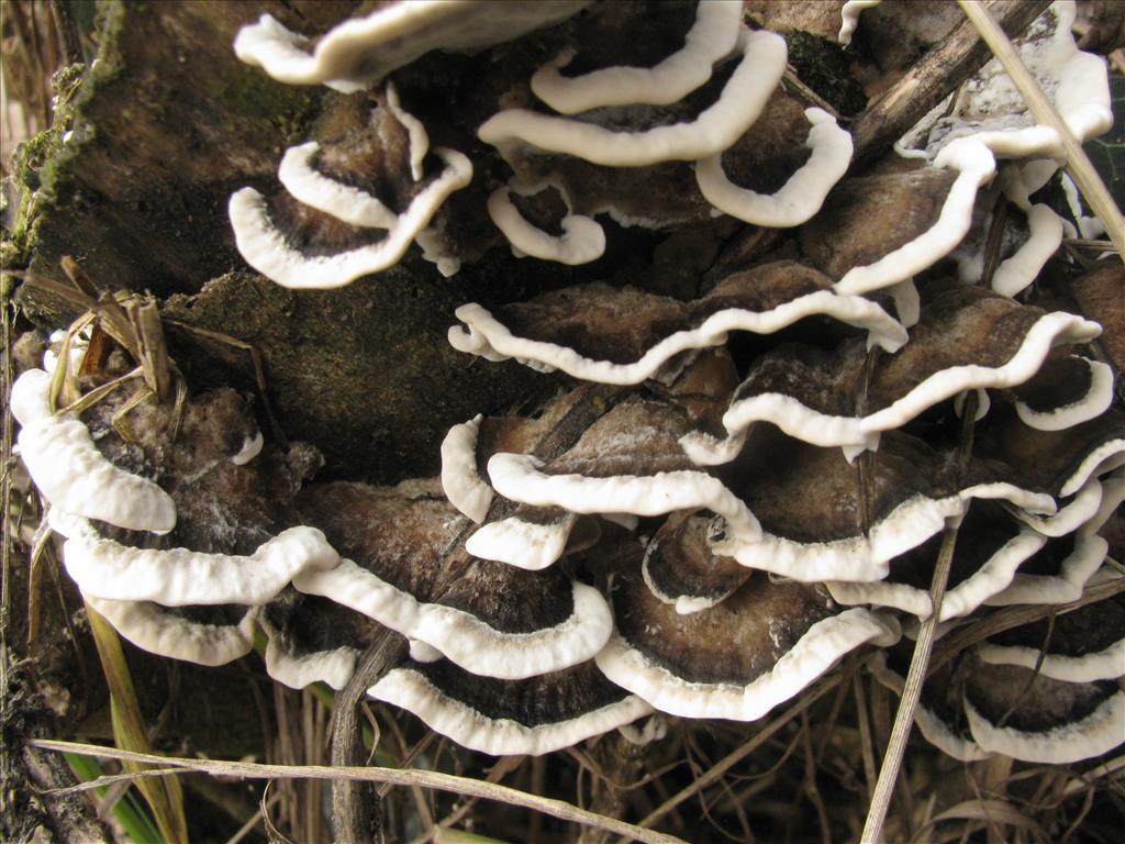 Bjerkandera adusta (door J.L.J. Wolfs)