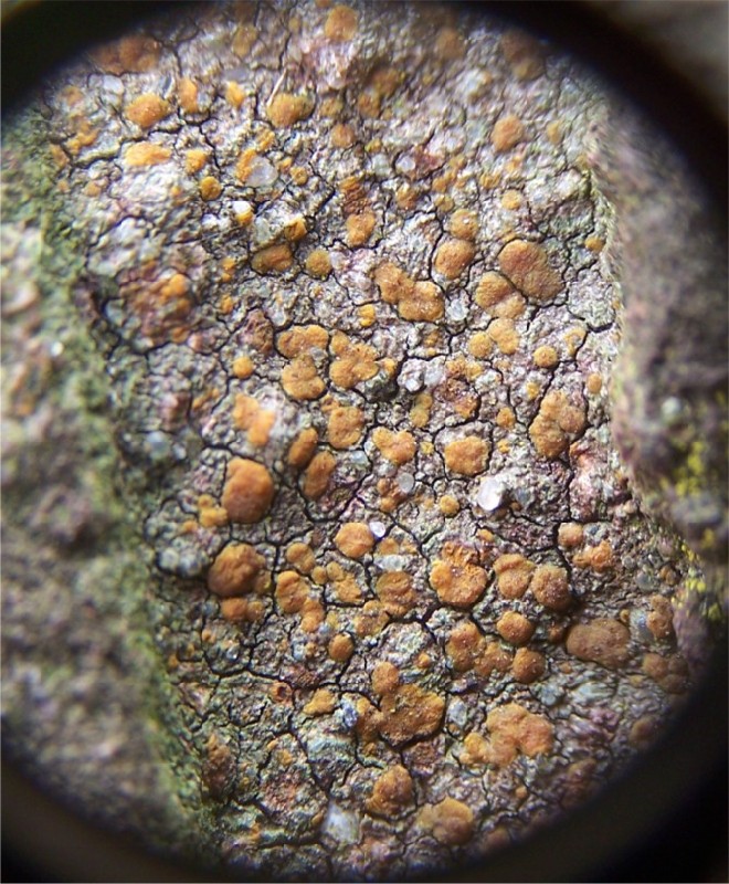 Protoblastenia rupestris (door Peter Kroon)