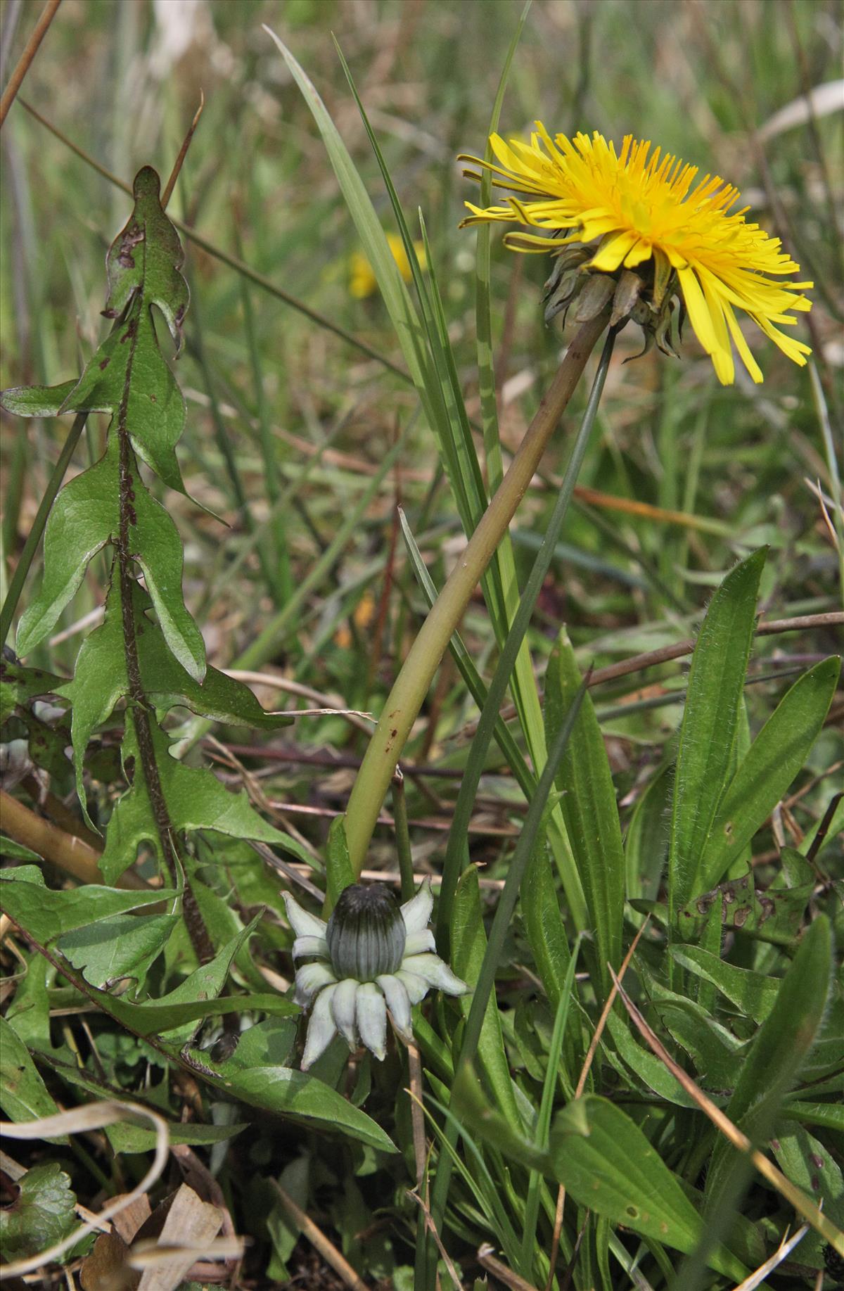 Taraxacum subditivum (door Jelle J. Hofstra)