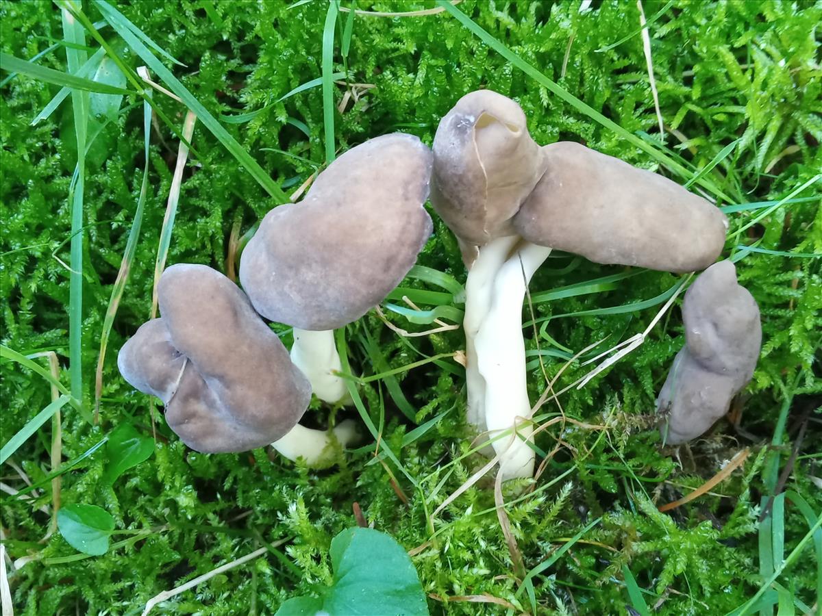 Helvella elastica (door Rita Sikkema)