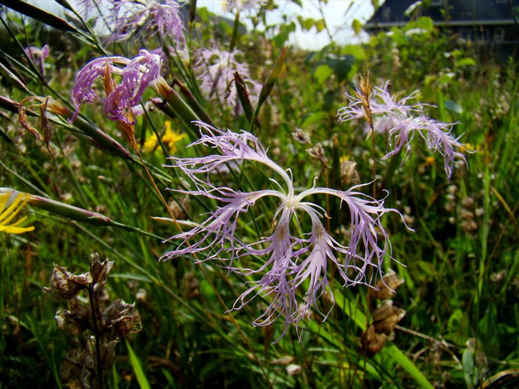 Dianthus superbus (door Joop Verburg)