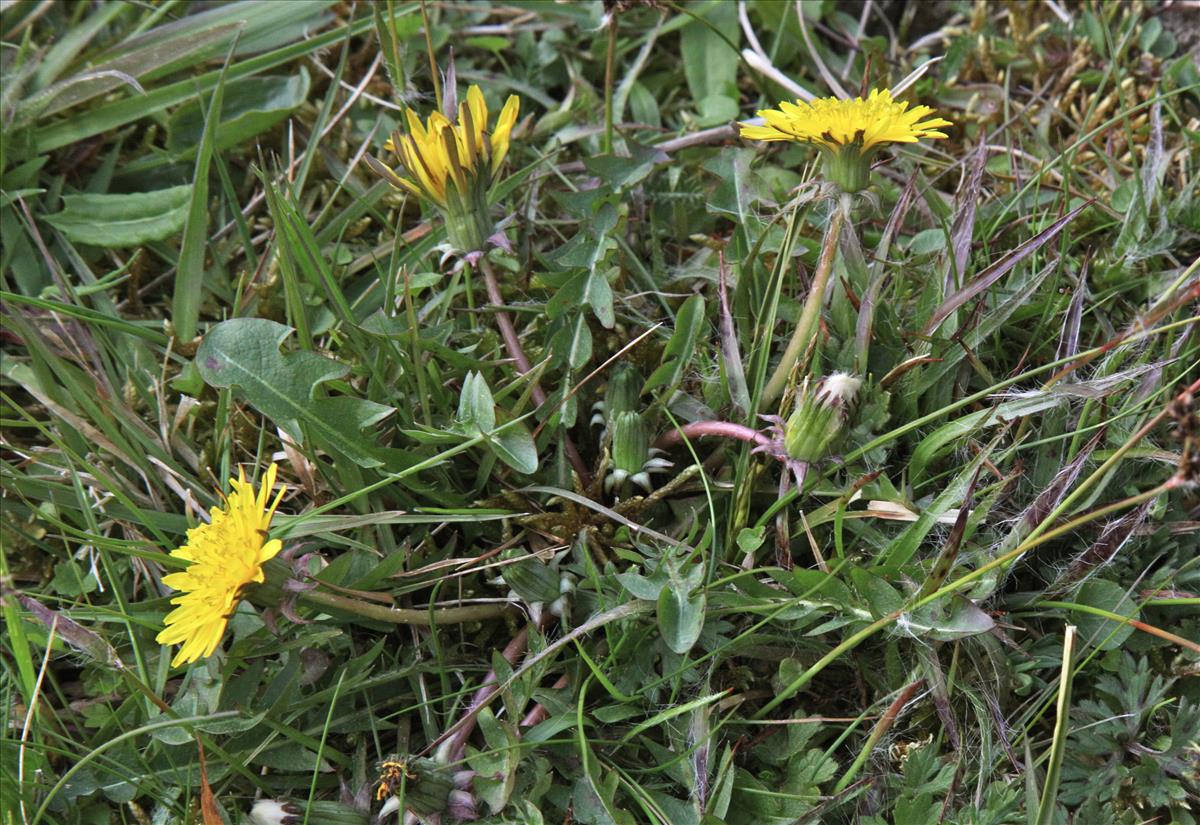 Taraxacum parnassicum (door Jelle J. Hofstra)