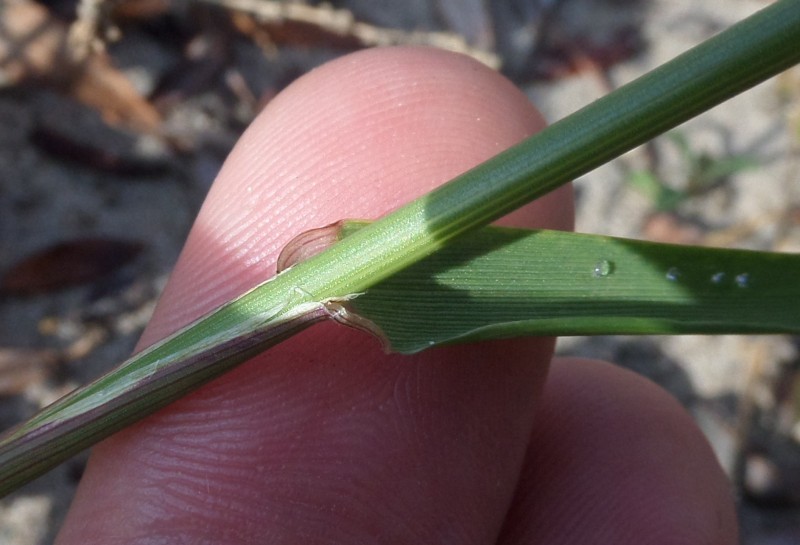 Lolium rigidum (door Stef van Walsum)