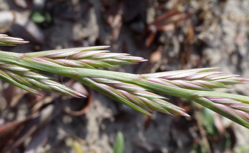 Lolium rigidum (door Stef van Walsum)