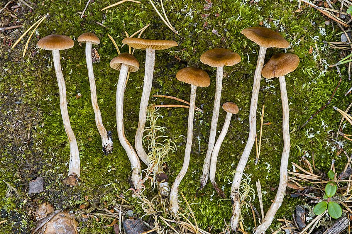 Cortinarius fulvescentoideus (door Nico Dam)