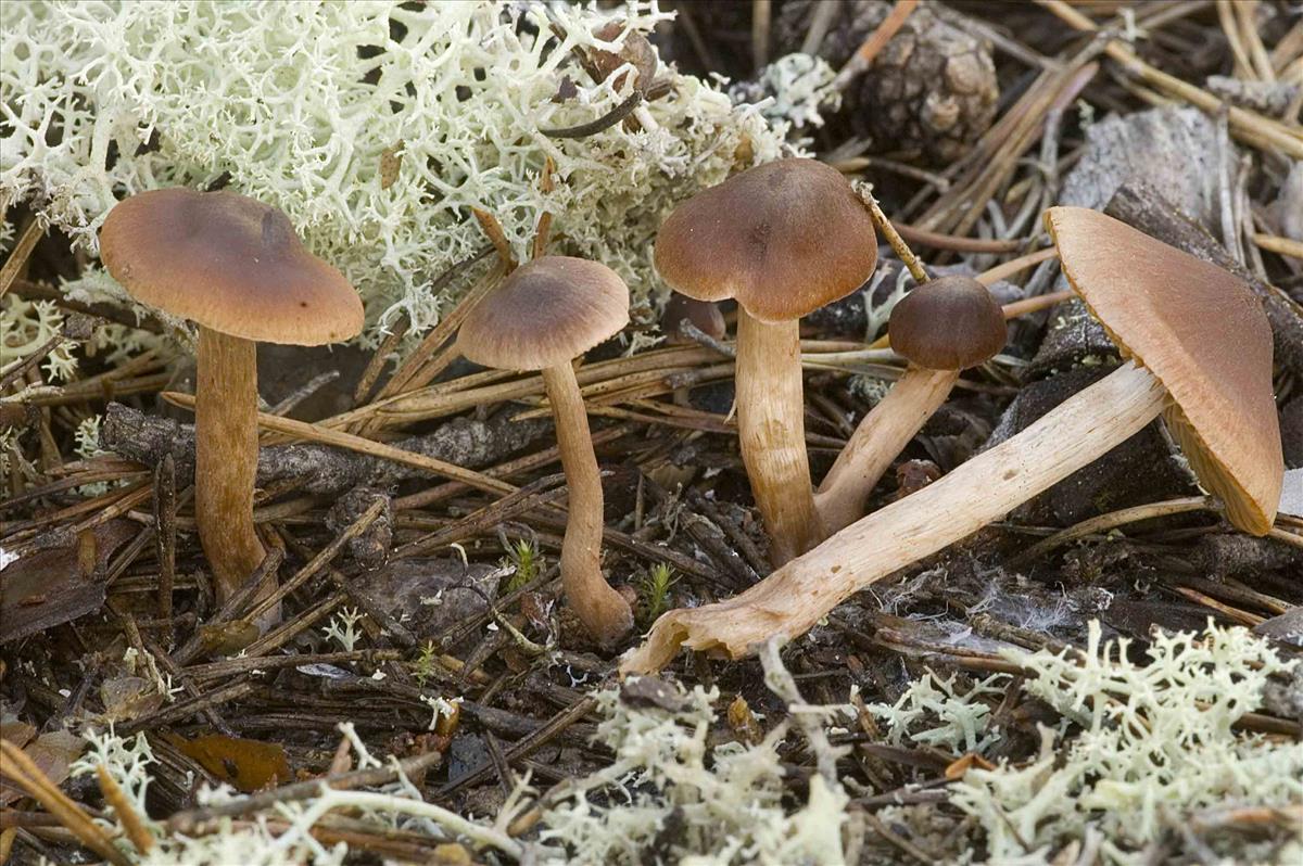 Cortinarius oligofulvescens (door Nico Dam)