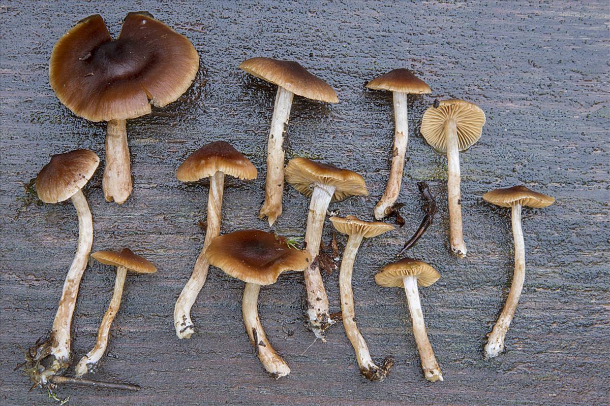 Cortinarius oligofulvescens (door Nico Dam)