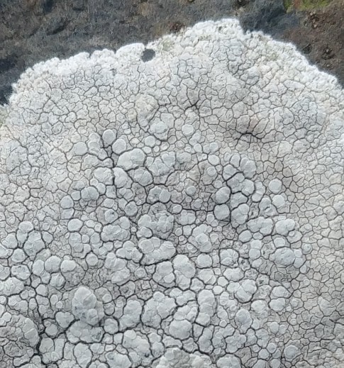 Lecanora rupicola (door Guido Berger)