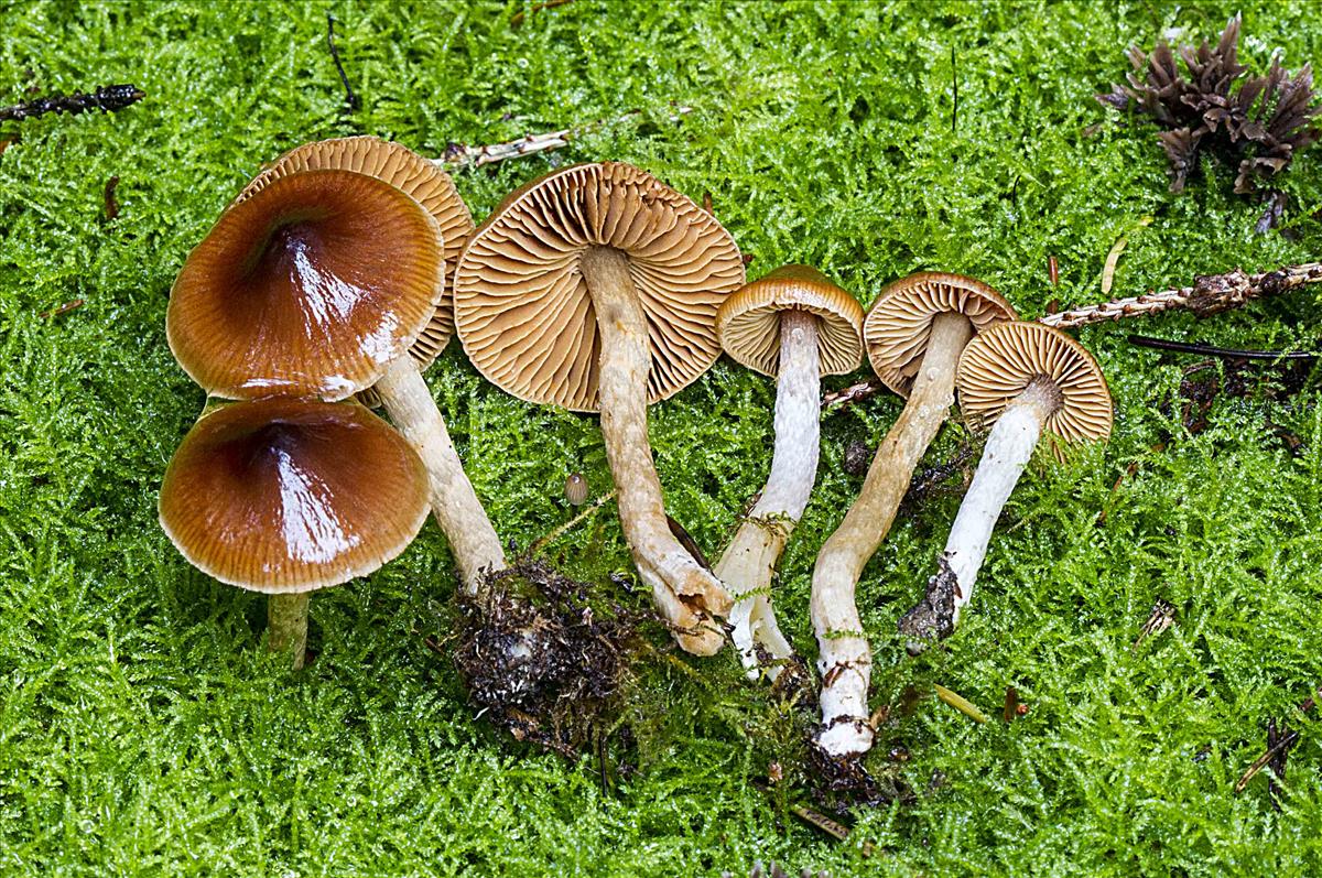 Cortinarius magnofulvescens (door Thomas Kehlet)