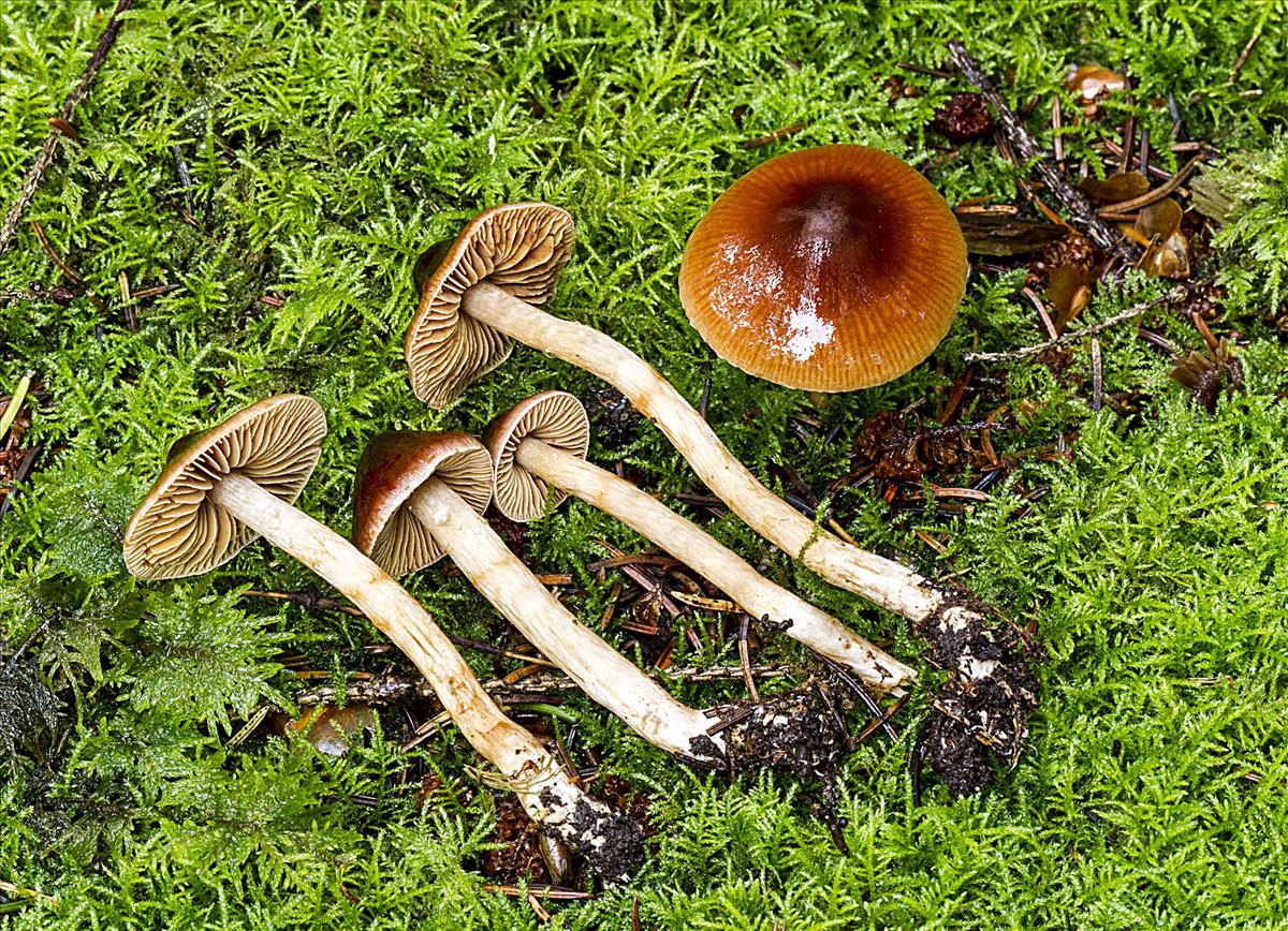 Cortinarius magnofulvescens (door Thomas Kehlet)