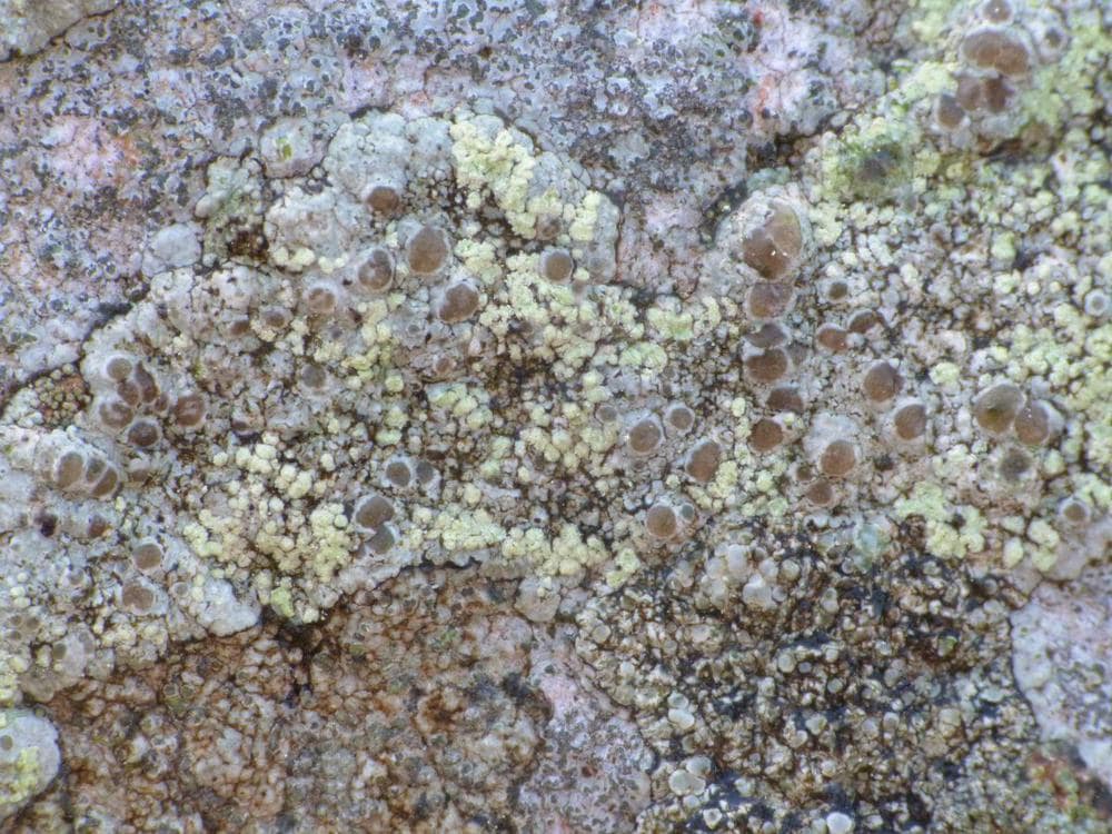 Lecanora soralifera (door Guido Berger)