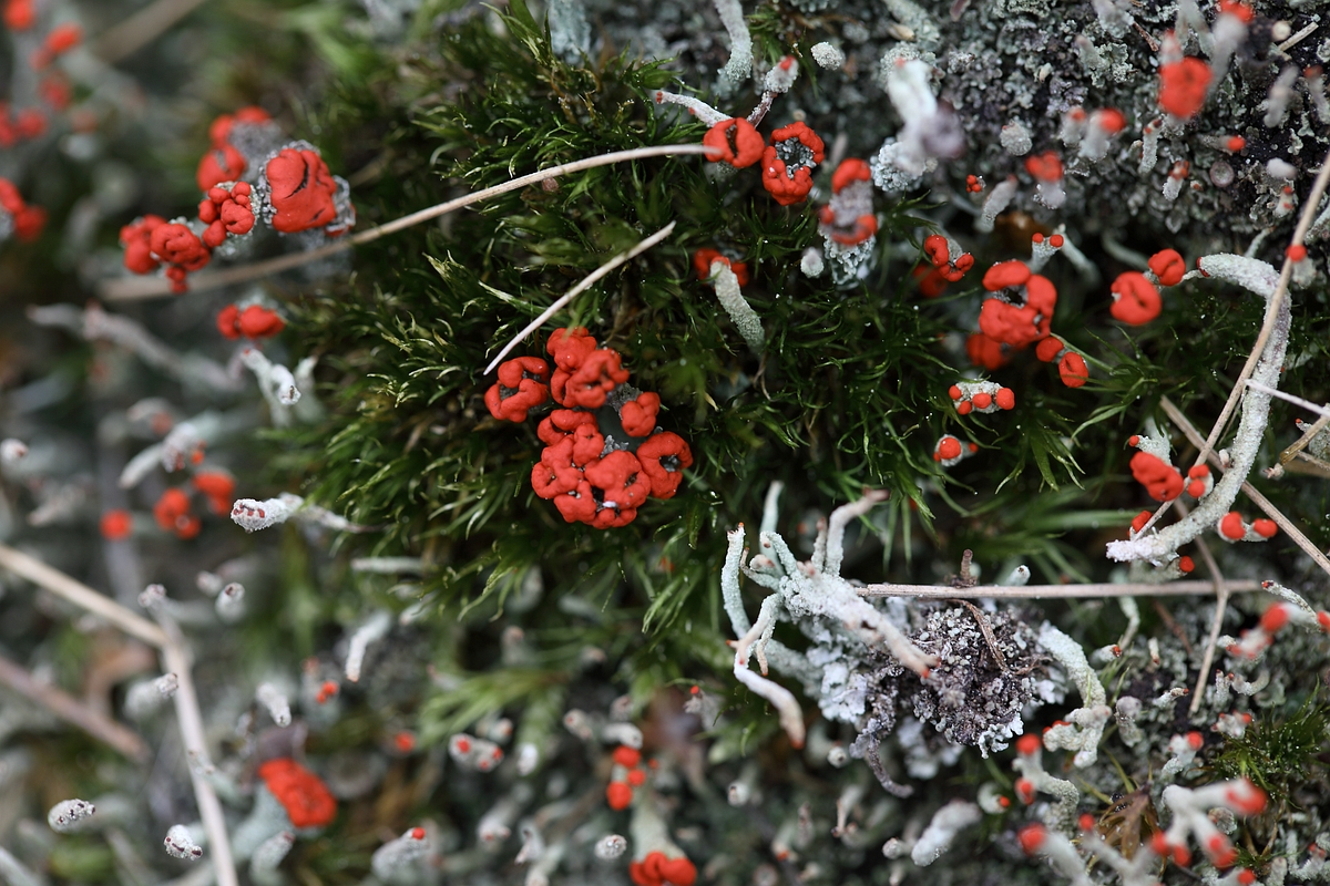 Cladonia floerkeana (door Gerard Blokhuis)