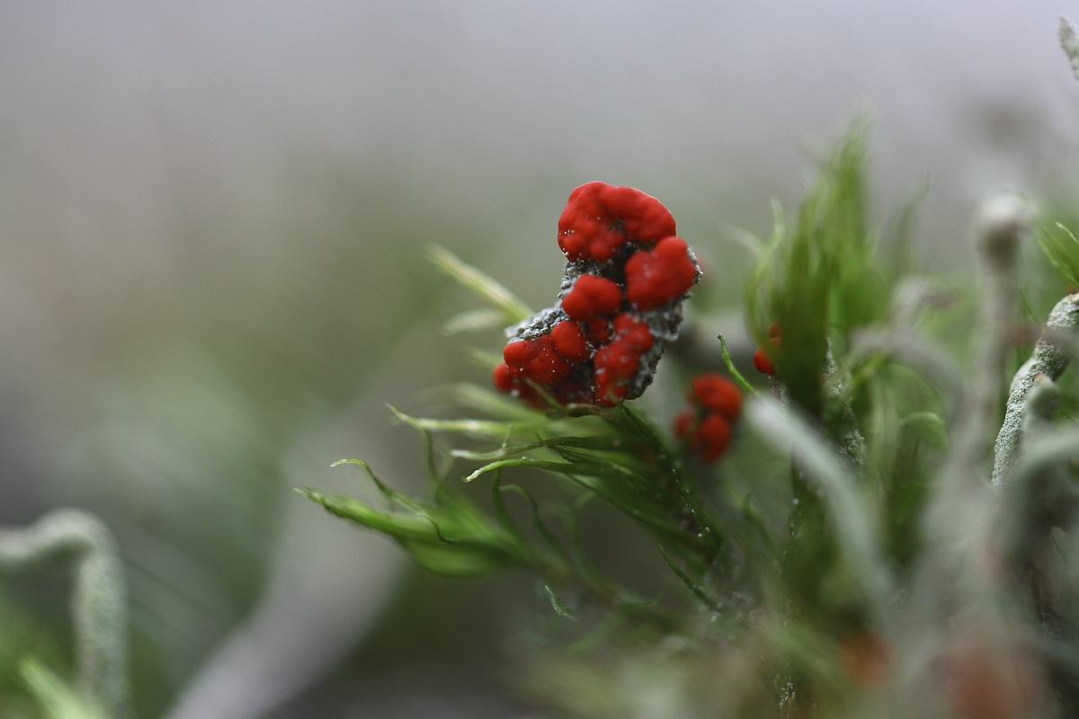 Cladonia floerkeana (door Gerard Blokhuis)