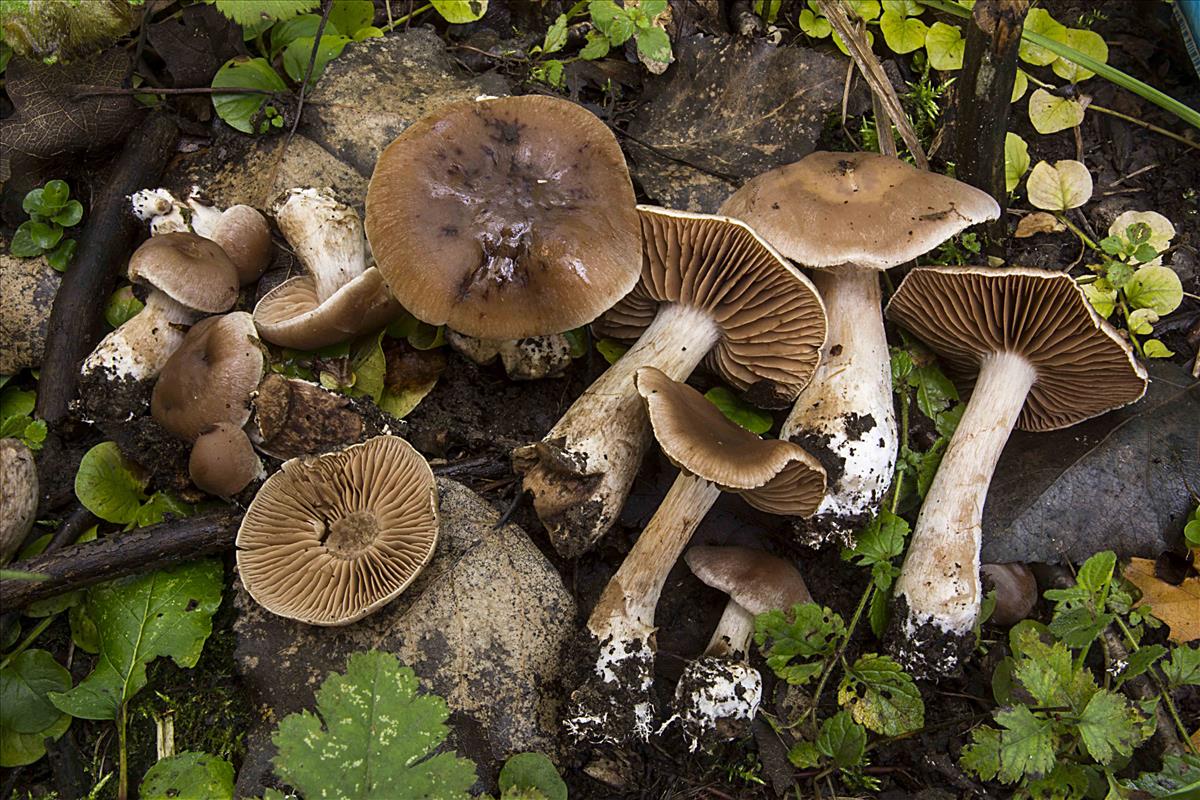 Cortinarius heatherae (door Nico Dam)