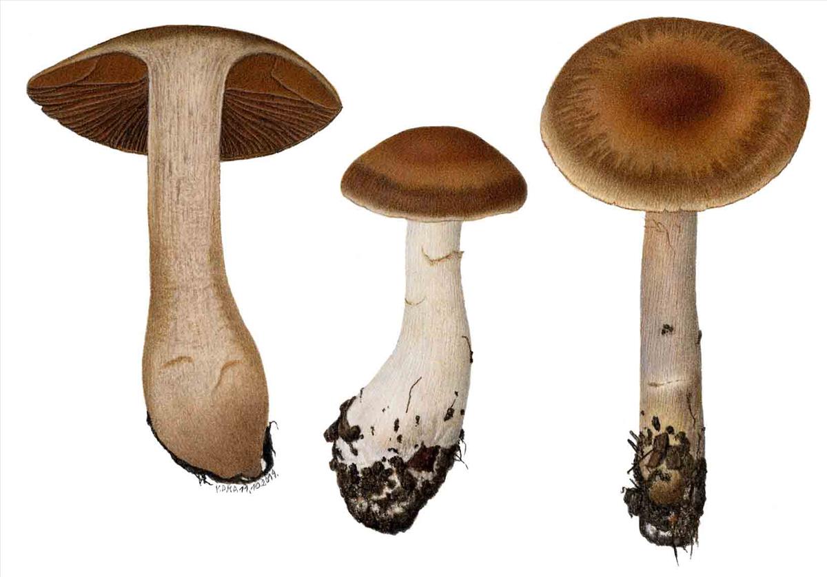 Cortinarius heatherae (door Omer Van de Kerckhove)