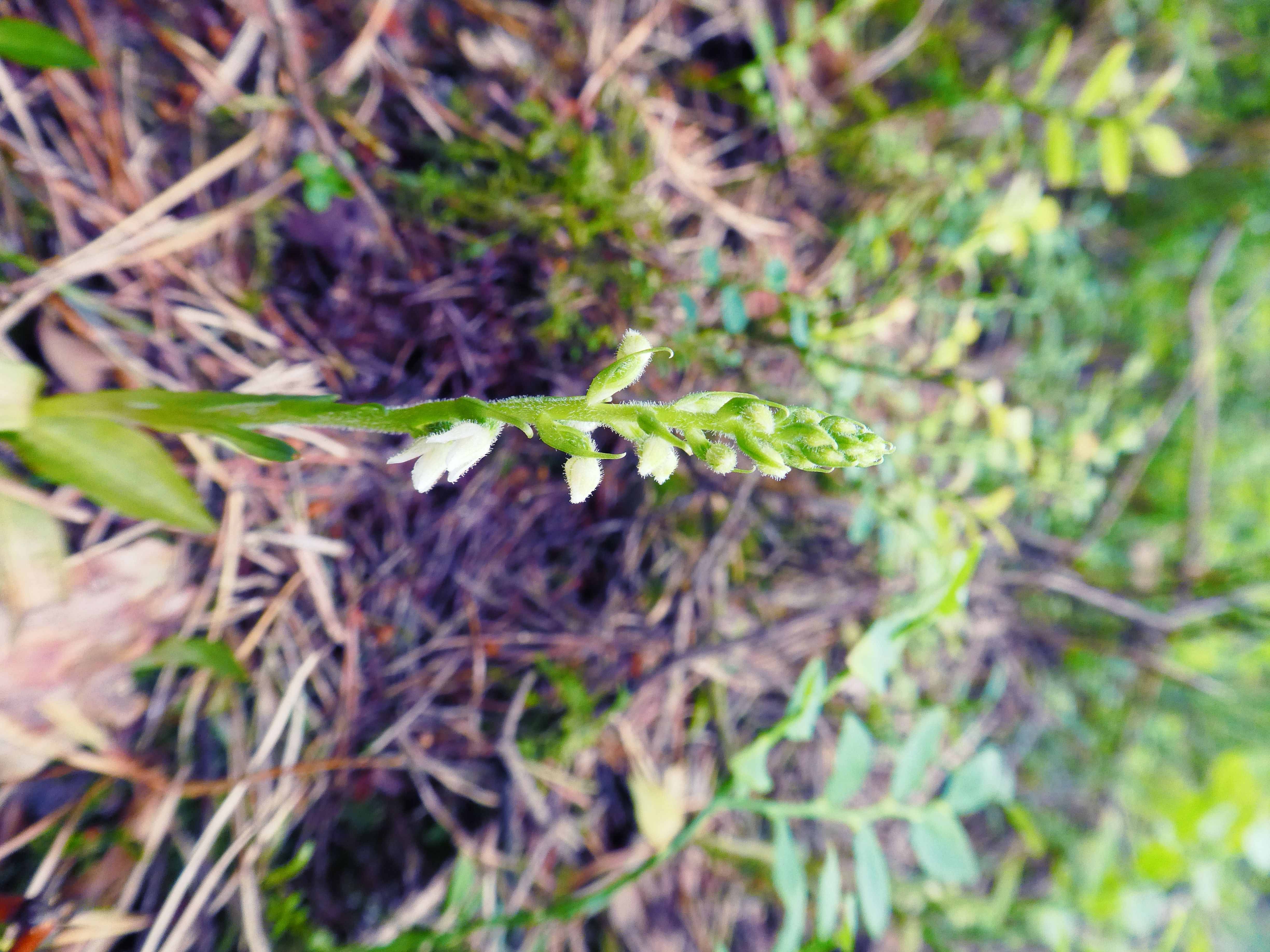 Goodyera repens (door Mariet van Gelder)