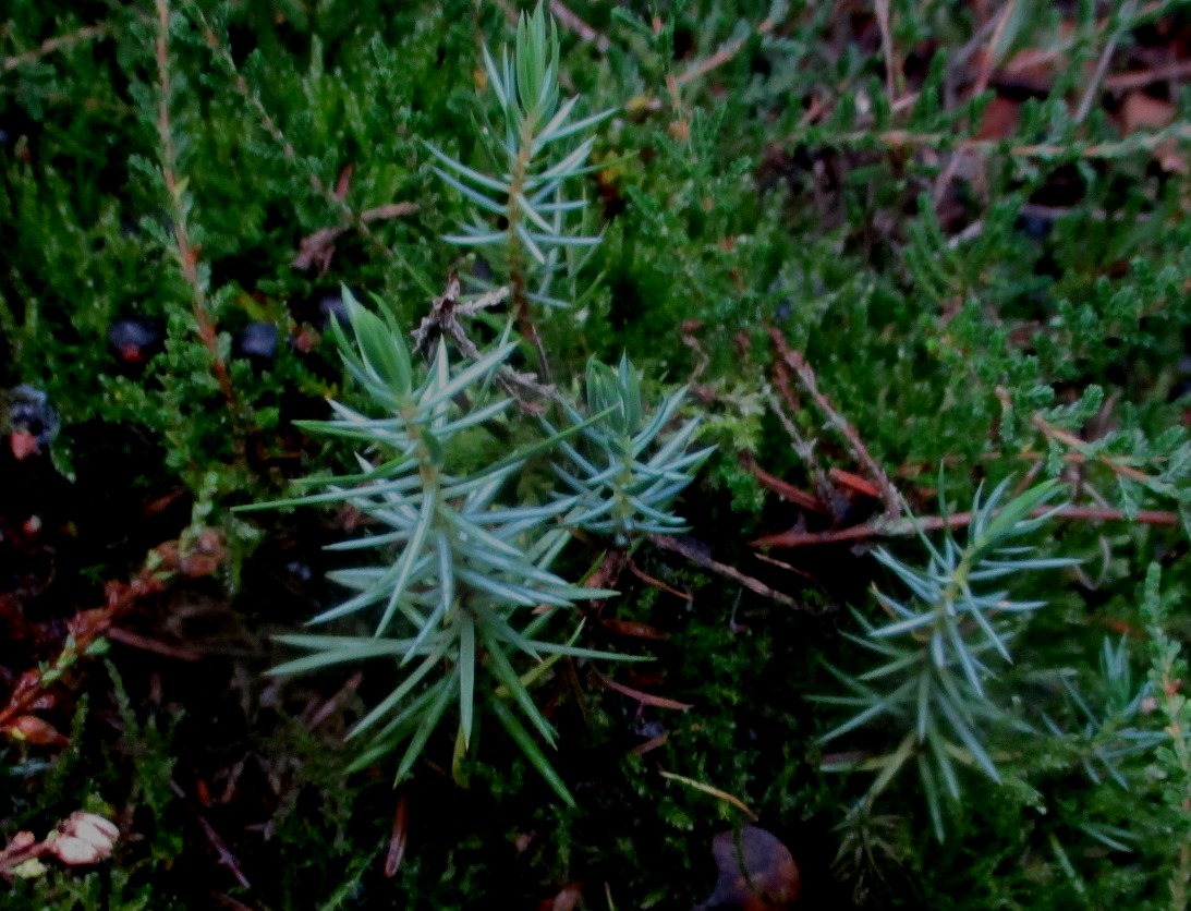 Juniperus communis (door Toon Verrijdt)