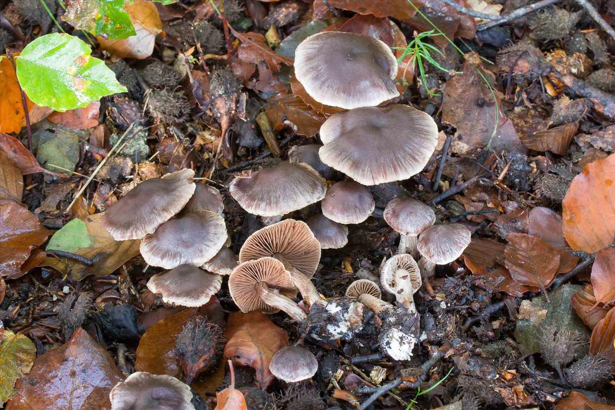 Cortinarius sacchariosmus (door Martin Gotink)