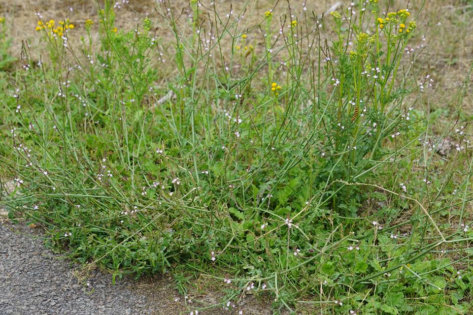 Verbena officinalis (door Jannie Adema)