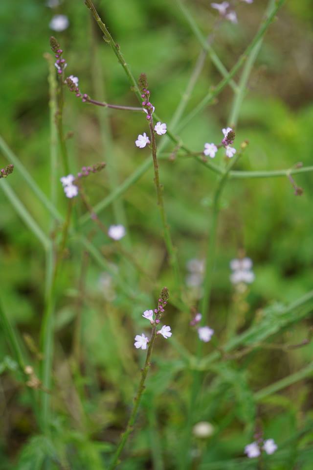 Verbena officinalis (door Jannie Adema)