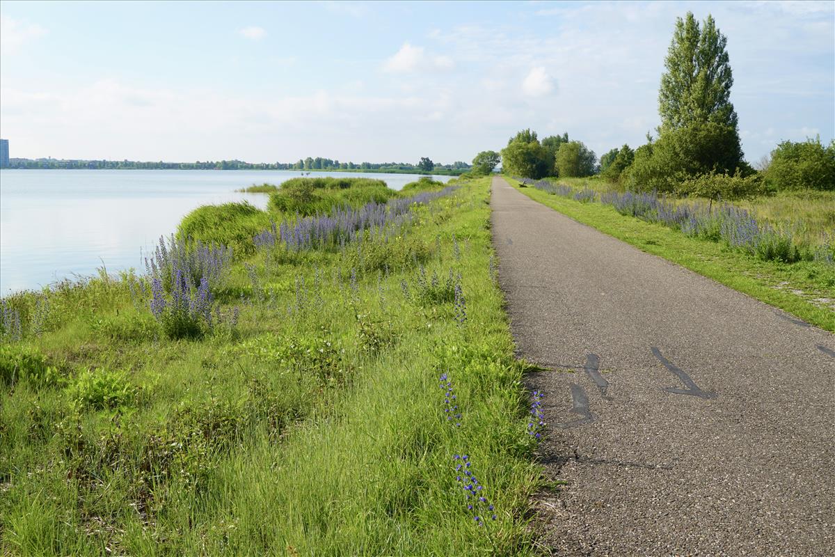 Echium vulgare (door Jetske Metzlar)