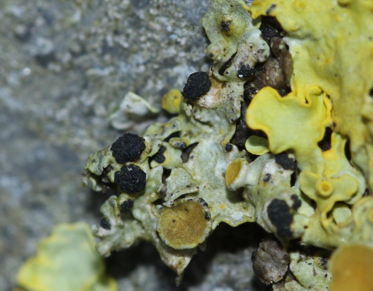 Phacothecium varium (door Jannes Boers)