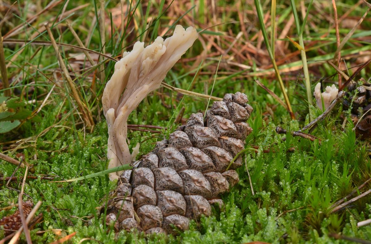 Clavulina rugosa (door Laurens van der Linde)