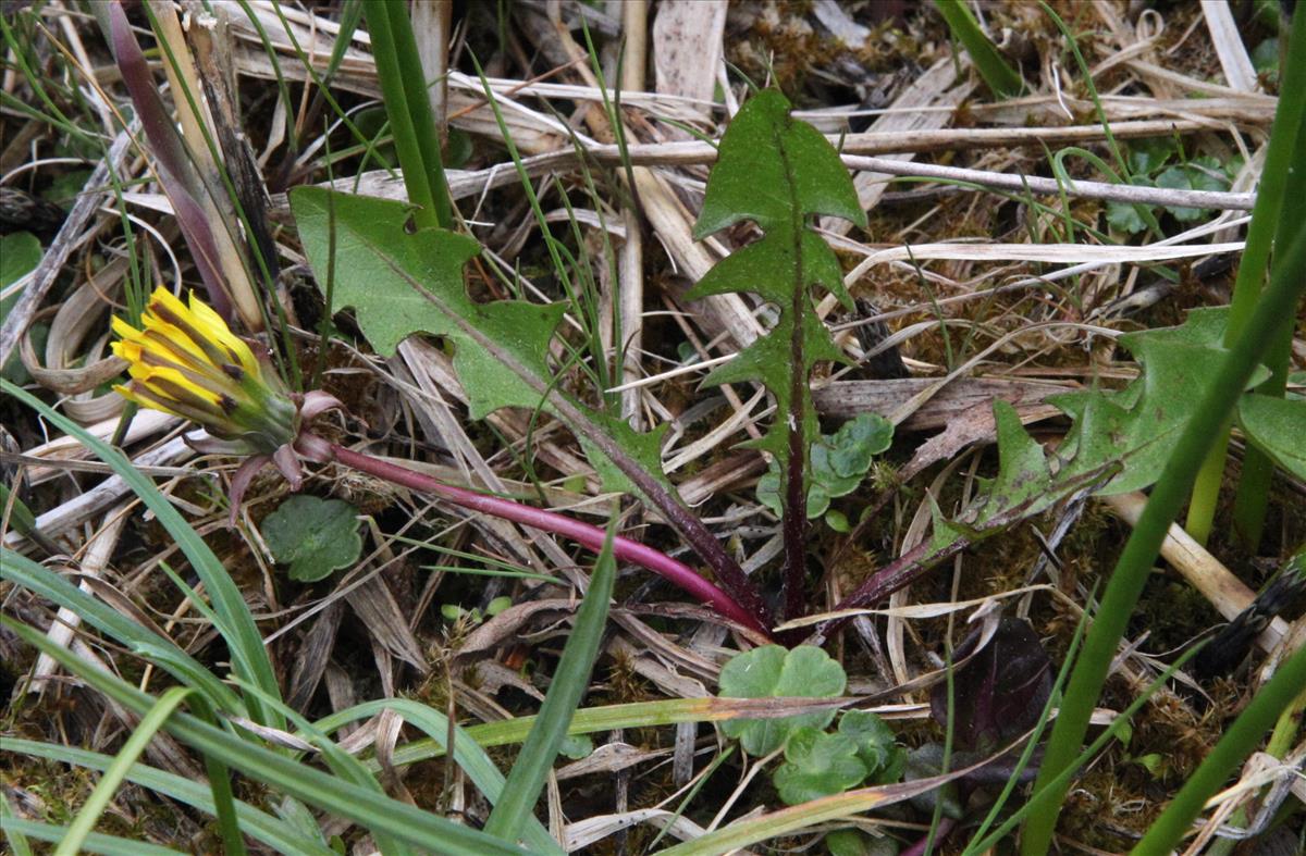 Taraxacum udum (door Jelle J. Hofstra)