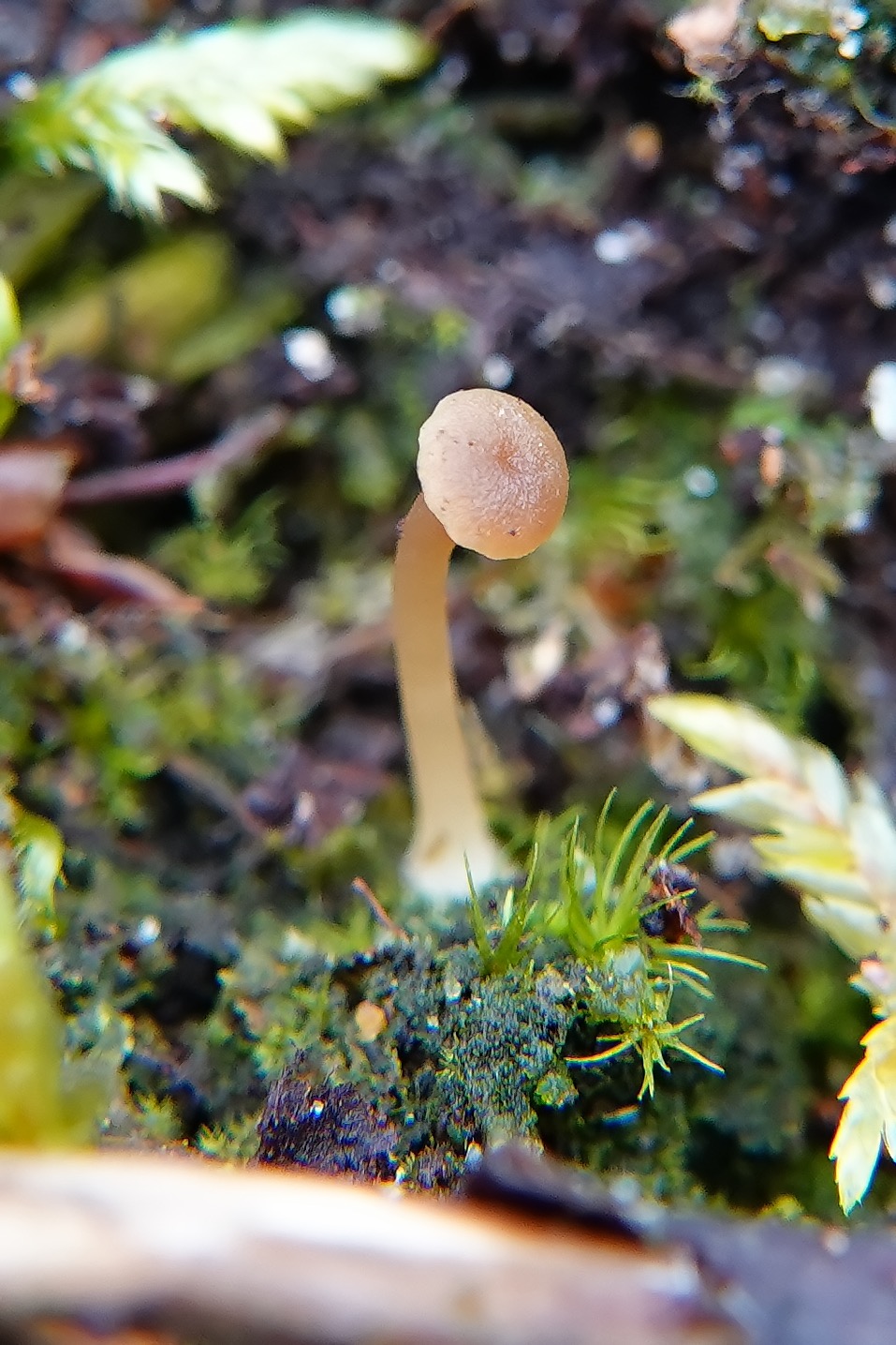 Lichenomphalia umbellifera (door Thijs van Trigt)