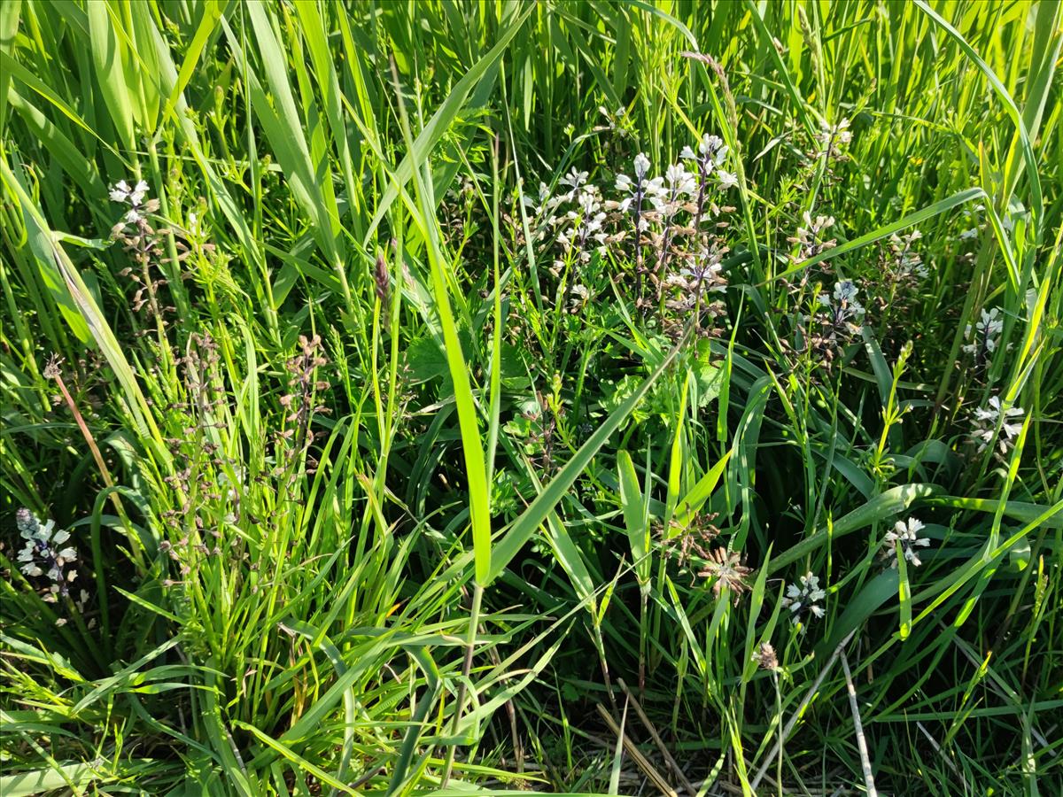 Bellevalia romana (door Mick Peerdeman)