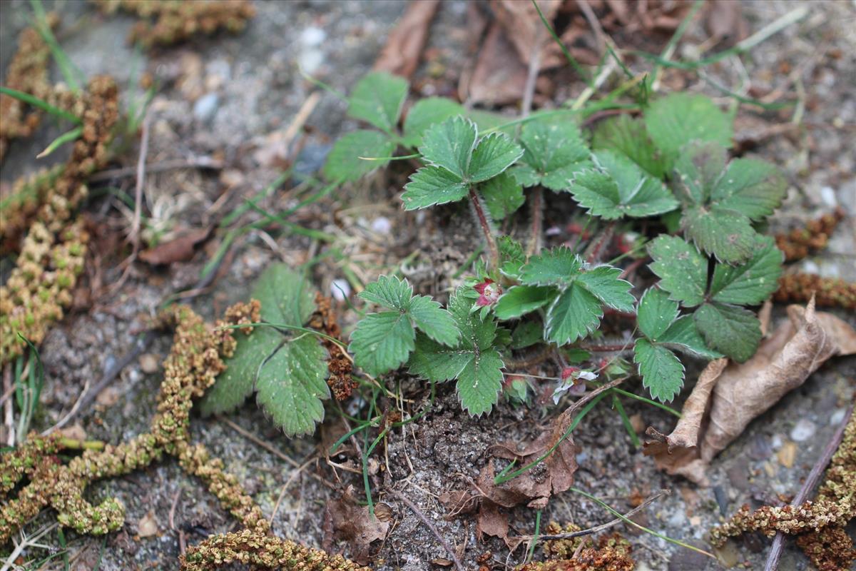 Potentilla micrantha (door Niels Eimers)