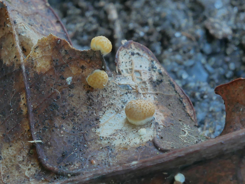 Hypocrea foliicola (door Ton Hermans)