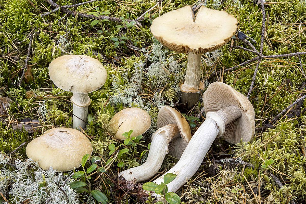 Cortinarius caperatus (door Nico Dam)