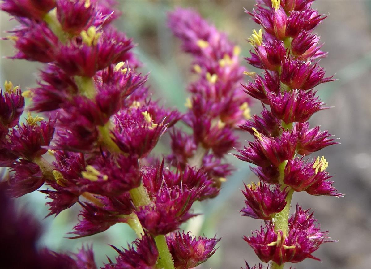 Amaranthus cruentus (door Joop Verburg)