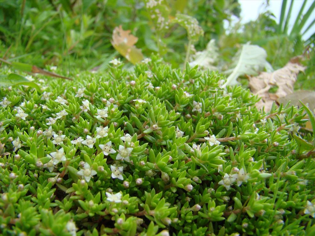 Crassula helmsii (door Joop Verburg)