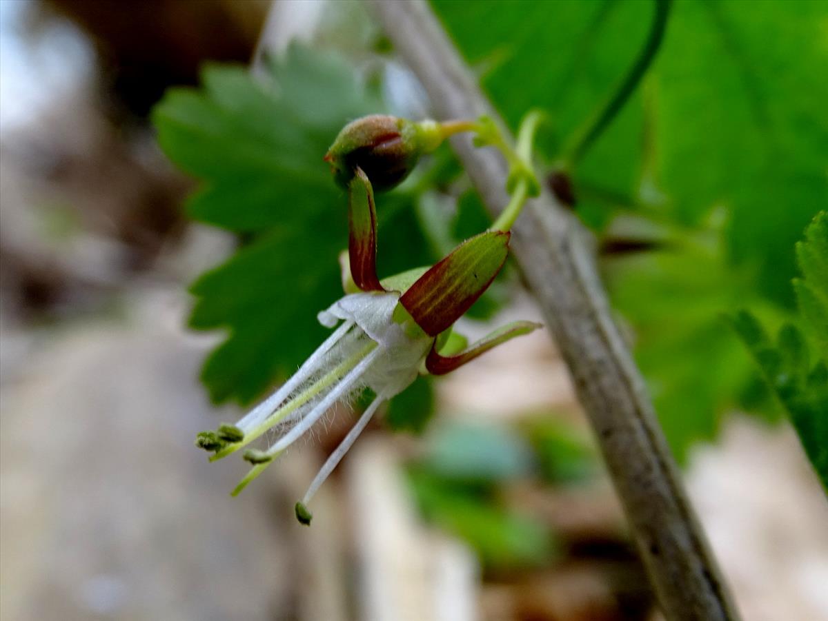 Ribes divaricatum (door Joop Verburg)