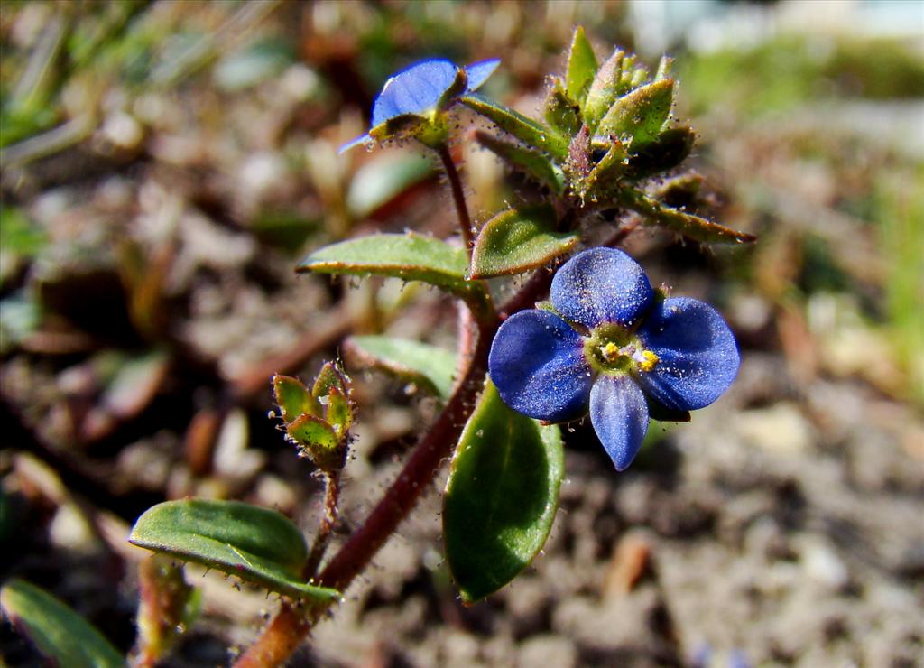 Veronica acinifolia (door Joop Verburg)