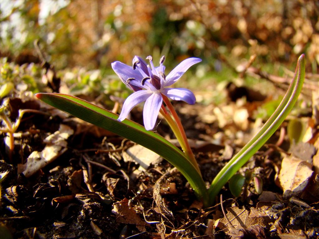 Scilla bifolia (door Joop Verburg)